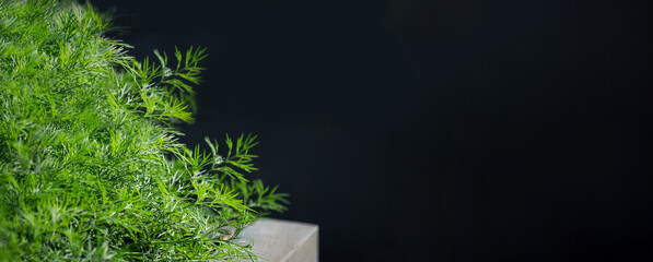 Obraz premium Green, juicy young dill grows on a garden plot in the garden on a dark natural background. The concept of a healthy, vegetarian diet. Proper dietary nutrition. Close-up, selective focus, banner.
