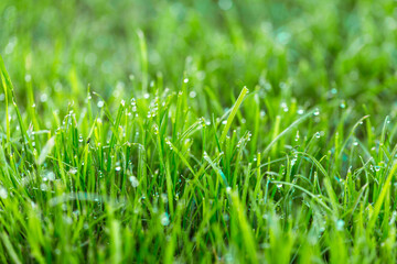 Beauty backgrounds with foliage, green grass, dew drops and bokeh