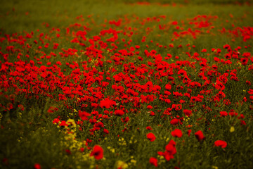 Beautiful field of red poppies in the sunset light. close up of red poppy flowers in a field. Red flowers background. Beautiful nature. Landscape. Romantic red flowers.