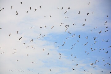 flock of seagulls