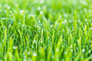 Beauty backgrounds with foliage, green grass, dew drops and bokeh
