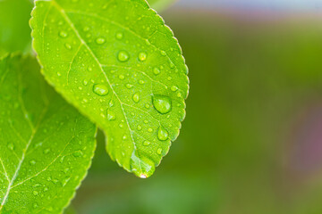 water drop on leaf at nature close-up macro. Fresh juicy green leaf in droplets of morning dew outdoors.