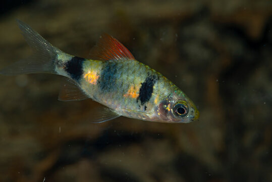 Aquarium fish. Puntius (Barbodes) dunckeri  the bigspot barb, is a species of cyprinid fish native to Malaysia where it inhabits acidic swamps. This species can also be found in the aquarium trade.