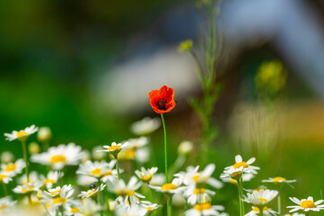 Country landscape, chamomile plants and poppies on a background of an old house