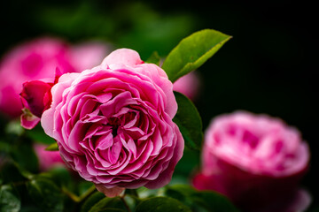 Rosa Blüte einer Rose makro