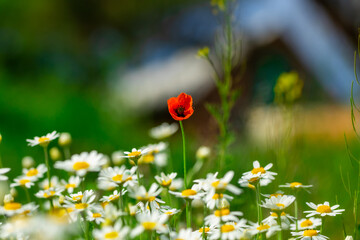 Country landscape, chamomile plants and poppies on a background of an old house