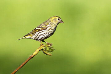 Siskin