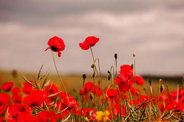 Beautiful field of red poppies in the sunset light. close up of red poppy flowers in a field. Red...