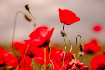 Beautiful field of red poppies in the sunset light. close up of red poppy flowers in a field. Red...