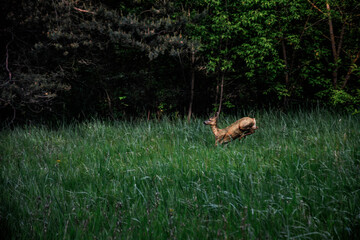 dzika sarna w lesie © panoramix777