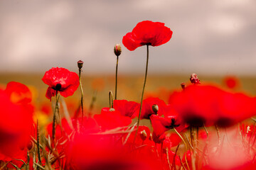 Beautiful field of red poppies in the sunset light. close up of red poppy flowers in a field. Red...