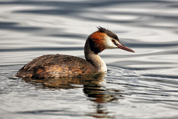 Great Crested Grebe
