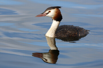 Great Crested Grebe