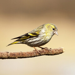 Siskin perched on a branch