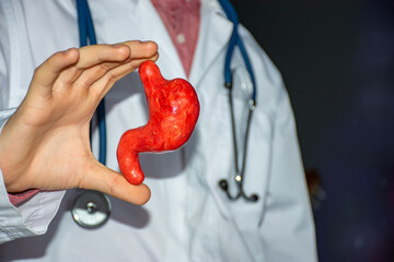 Concept photo of study or diagnosis in gastroenterology. Doctor in white holds in his hand model of human stomach, showing patient looks like the organ itself in body and its normal anatomy