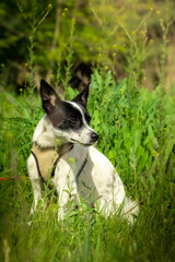 Basenji walks in nature in the forest, rests after jogging