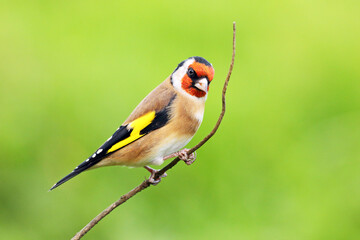Goldfinch perched on a twig