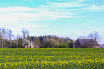 A farmhouse and shed in a rapeseed field in spring