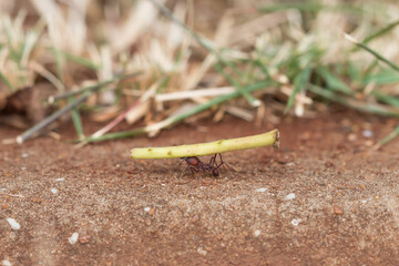 Ant in floor