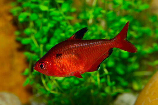 The serpae tetra (Hyphessobrycon eques), also known as jewel tetra or callistus tetra, is a species of tropical freshwater fish of the characin family (family Characidae) of order Characiformes