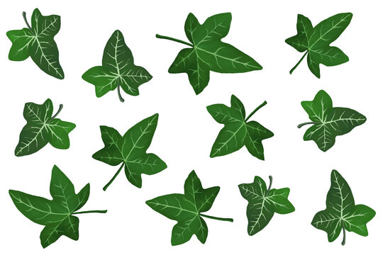 Deep green ivy leaves set on white background