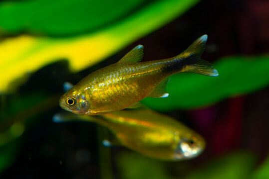 Silvertip tetra (Hasemania nana) is a species of characid freshwater fish native to streams and creeks in the São Francisco basin in Brazil.