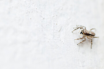 spider on the wall
