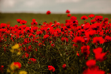 Beautiful field of red poppies in the sunset light. close up of red poppy flowers in a field. Red flowers background. Beautiful nature. Landscape. Romantic red flowers.