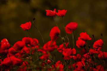 Beautiful field of red poppies in the sunset light. close up of red poppy flowers in a field. Red...