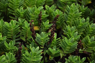 green fern leaves