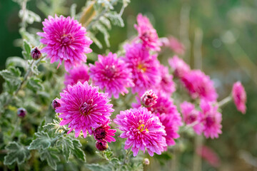 Pink chrysanthemums in the garden. Frost-covered chrysanthemum flowers