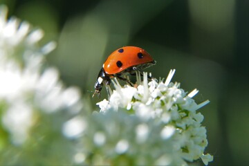 ladybird on a flower