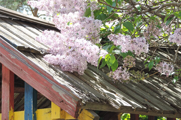   branch of blooming lilac on the background of rough painted in different colors board      