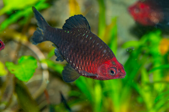 Aquarium fish.The black ruby barb (Pethia nigrofasciata) or purplehead barb is a tropical cyprinid fish endemic to Sri Lanka.