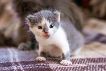 A small kitten is sitting in a room next to his mother cat