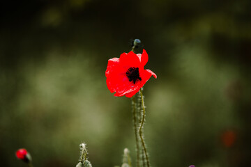 Beautiful field of red poppies in the sunset light. close up of red poppy flowers in a field. Red...