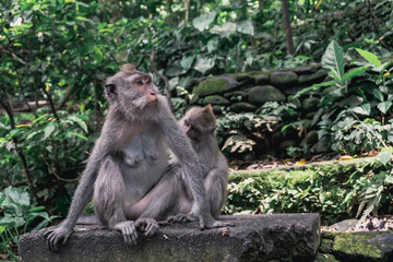 Obraz premium Monkey at Ubud Sacred Monkey Forest Sanctuary, Indonesia