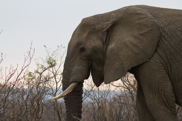 Closeup of African Elephant (Loxodonta africana) with a smile