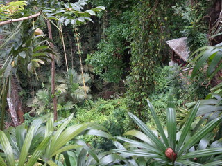 Rainforest in Ubud, bali