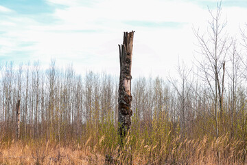 Broken old birch among many young trees