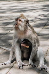 Monkey mother and child at Ubud Sacred Monkey Forest Sanctuary, Indonesia