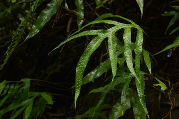 Feuille &agrave; points