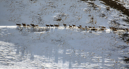 Herd of ibex or mountain goats migrates along the ridge.