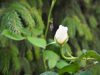 Flower Rose Nature