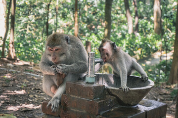 Baby monkey drinking water from a drinking fountain at Ubud Sacred Monkey Forest Sanctuary, Indonesia