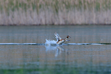 Revierkampf bei den Haubentauchern in der Oberlausitz