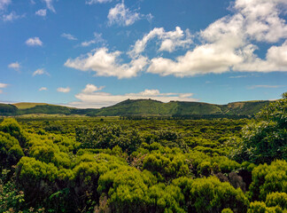 Fototapeta na wymiar details of the azorean green bushes and hills