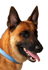 Beldian Mailnois  shepherd dog