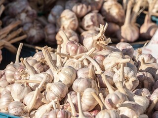 Bulbs of white garlic cloves on display on the stand of a green farmers market. part of the onion genus, garlic, or allium sativum, is common in European, American and Asian cuisine.