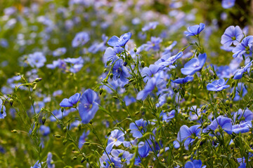 Blue flowers